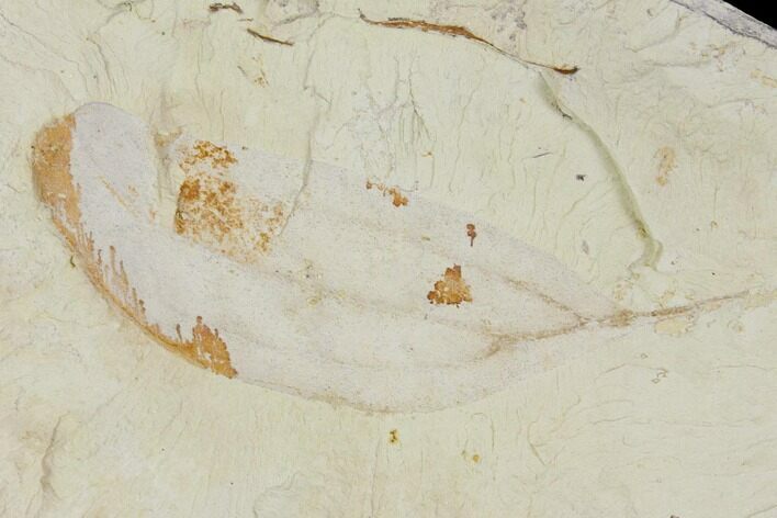 Miocene Fossil Leaf - Augsburg, Germany #139165